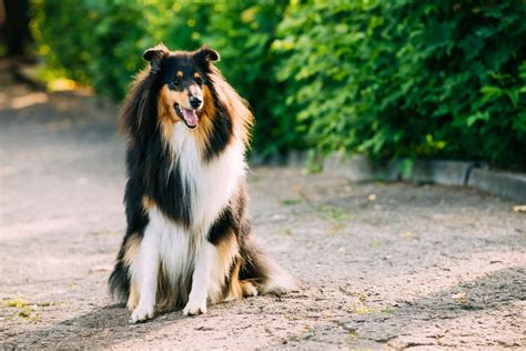 collie hund schwarz|collie langehaar steckbrief.